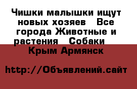   Чишки-малышки ищут новых хозяев - Все города Животные и растения » Собаки   . Крым,Армянск